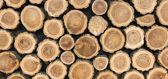 Переработка поврежденной древесиные